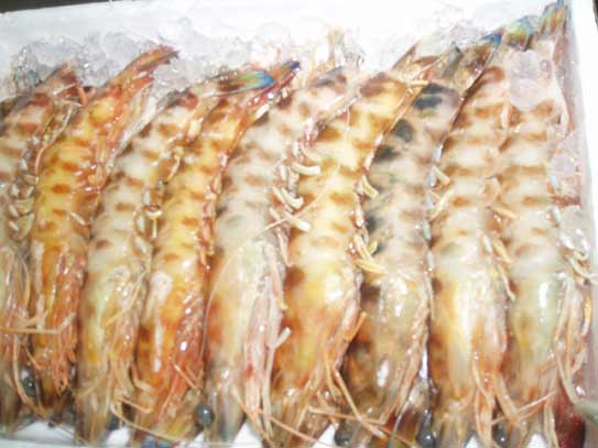 langostino